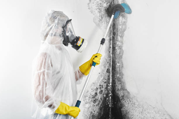 Best Mold Remediation for Vacation Homes  in USA